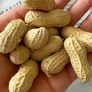 Jumbo, Peanut Seeds - Packet (1 oz.) thumbnail number null